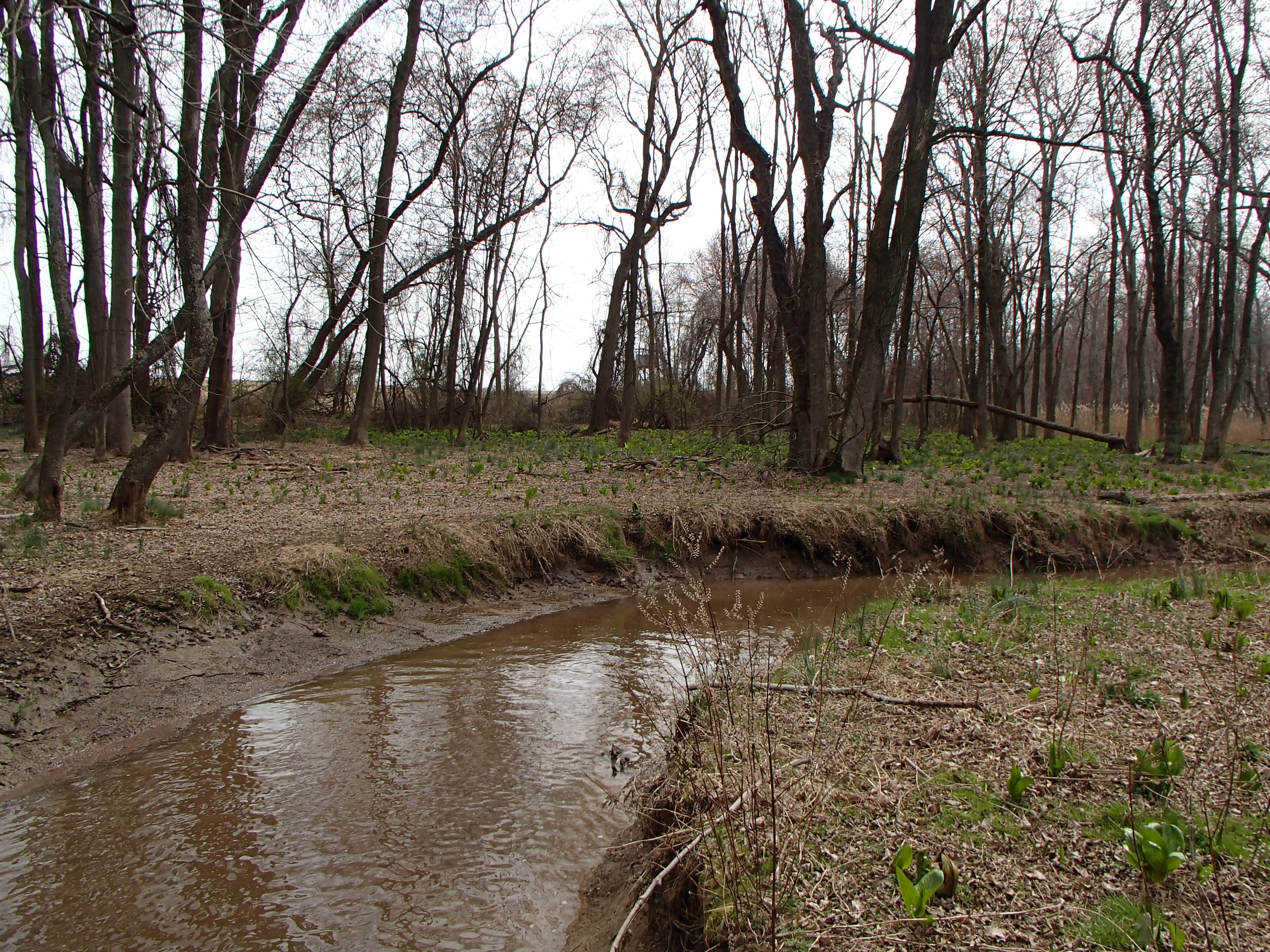 Field photo showing stream conditions at site MICR-208-R-2016_Midpoint looking downstream